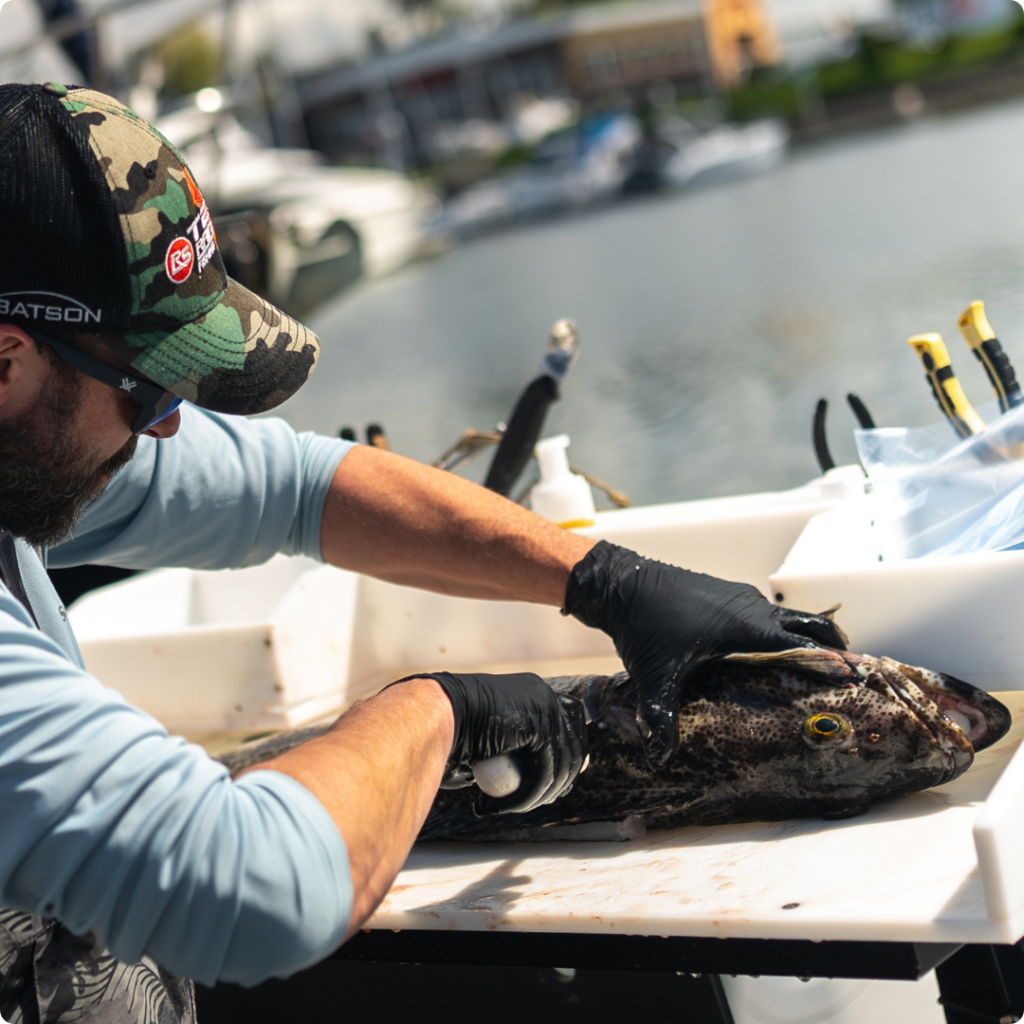 a photo of a man cutting a lingcod on a boat in the puget sound during a road trip angler tv shoot