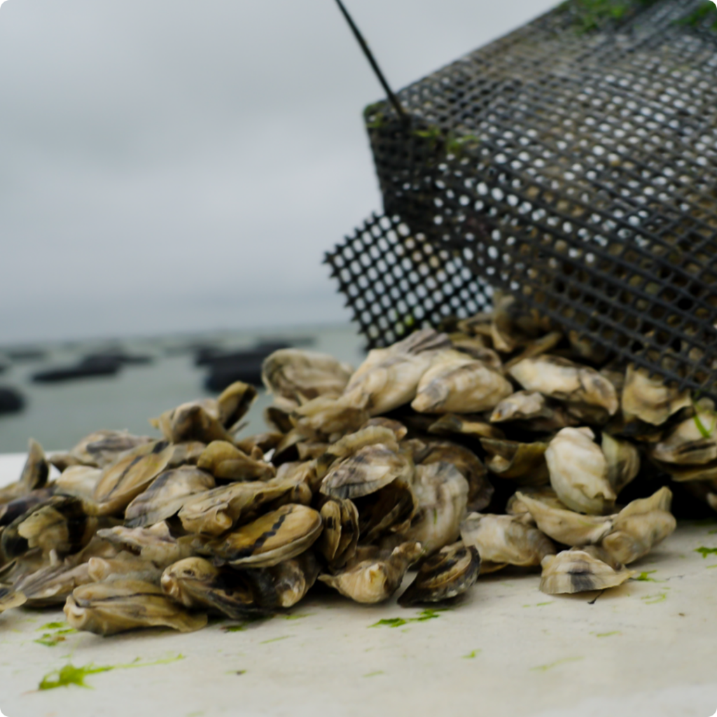a photo of oysters being emptied from a cage on a table in corpus christi texas